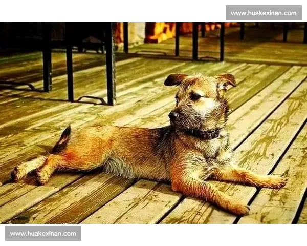 篮球数据分析常见误区与真实价值解读及科学应用方法全面指南深度